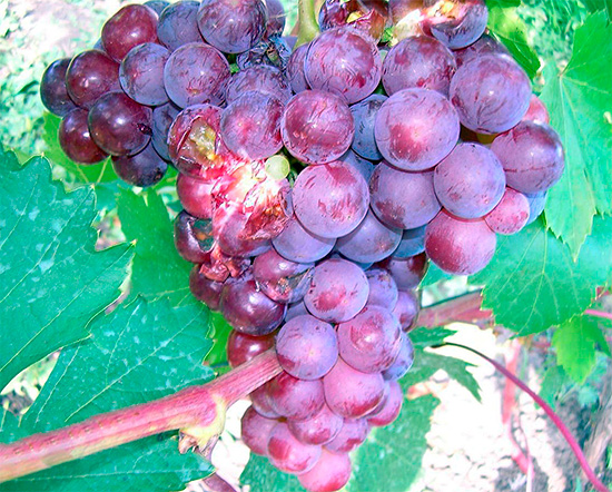 La photo montre une grappe de raisin abîmée par les guêpes.