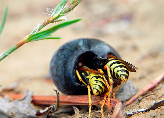 Vous pouvez sauver les raisins sans détruire les guêpes elles-mêmes, mais uniquement en protégeant les grappes de l'accès des insectes.