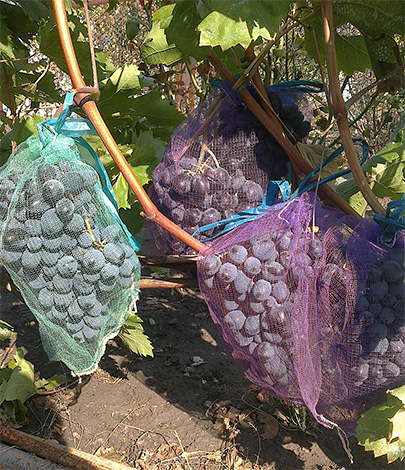 Les sacs en filet vous permettent de protéger de manière fiable les raisins des guêpes, mais cette méthode de protection des cultures est très laborieuse.