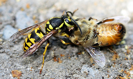 Parlons de la façon de traiter correctement les guêpes afin de protéger le rucher de leurs attaques et de sauver les colonies d'abeilles saines et sauves...