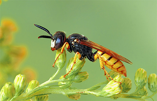 La capture régulière de philanthus contribuera à minimiser leur nombre dans le rucher.