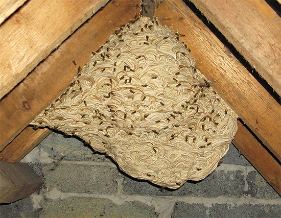 N'essayez pas de détruire un nid de frelons par le feu s'il est situé dans un bâtiment en bois.