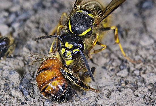 Détruisant massivement les abeilles, les guêpes peuvent causer des dégâts très importants au rucher.