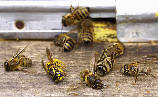 Les guêpes à papier ordinaires détruisent rarement les abeilles de la ruche, mais elles peuvent parfois causer la mort d'une famille affaiblie.