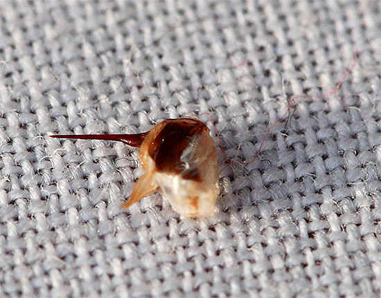 Un esempio di puntura d'ape che si è staccata con parte del corpo di un insetto.