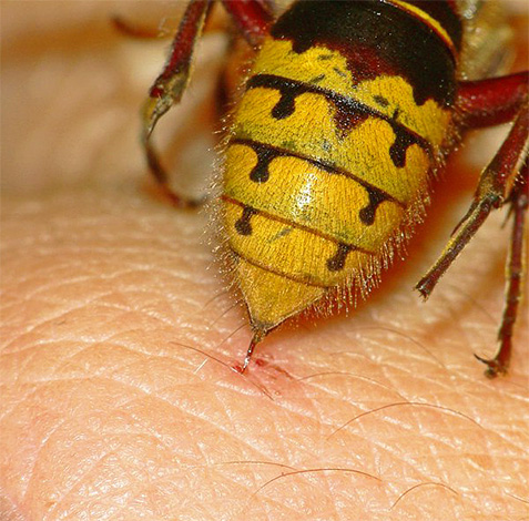 La vespa rimuove liberamente il suo pungiglione dal corpo della vittima e non lo lascia dopo il morso.