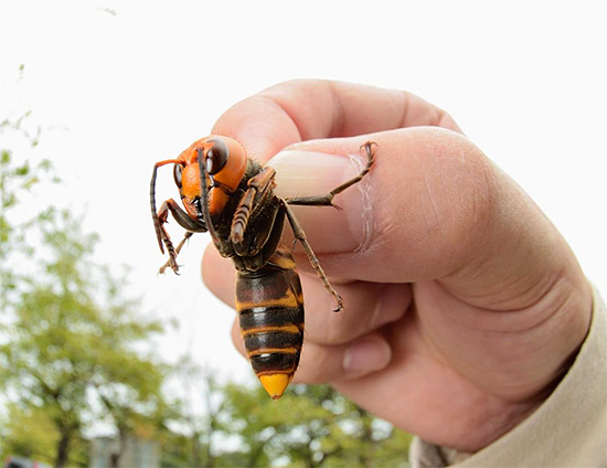 Il veleno degli enormi calabroni asiatici è molto allergenico (nella foto).