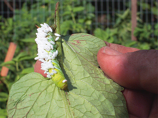La photo montre un exemple de parasitisme des larves d'une des espèces de guêpes sur un autre insecte.