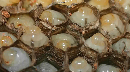 Larves de guêpes dans les cellules du nid.
