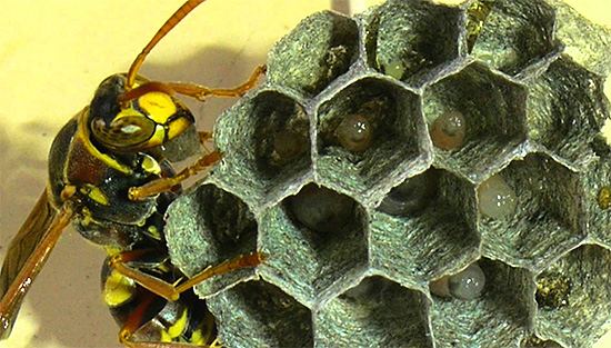 Dans les cellules du nid d'abeilles, des larves de guêpes à un stade précoce de développement sont visibles.
