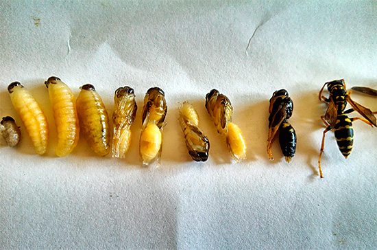 Sur cette photo, vous pouvez retracer le cycle de transformation d'une larve de guêpe en insecte adulte.