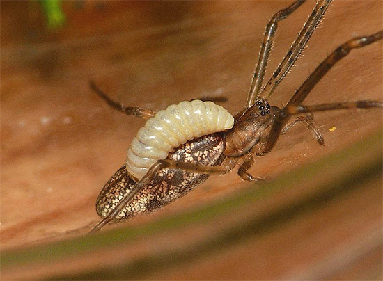 Les larves de certaines espèces de guêpes se nourrissent directement du corps d'un insecte paralysé.