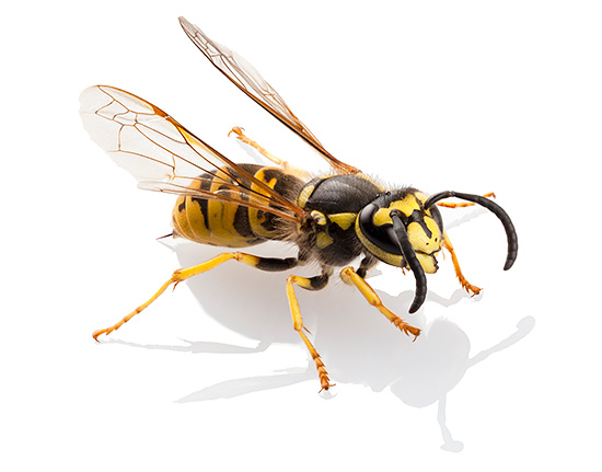 Il veleno delle normali vespe di carta è per molti versi simile al veleno delle api, dei calabroni e dei bombi, ma ha anche le sue caratteristiche.