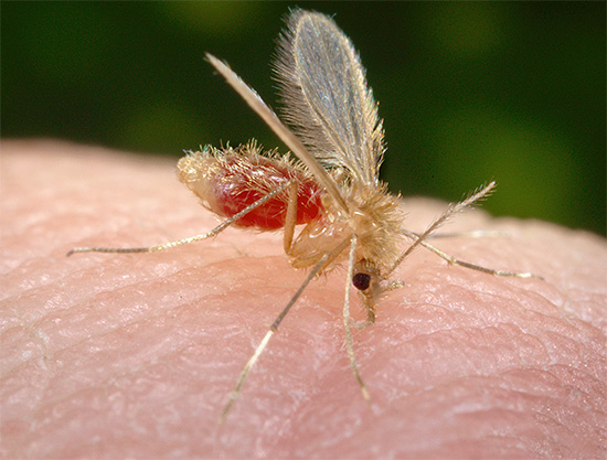 Souvent, il est important de ne pas savoir quel insecte a attaqué, mais surtout la sensibilité d'une personne à de telles piqûres en général.