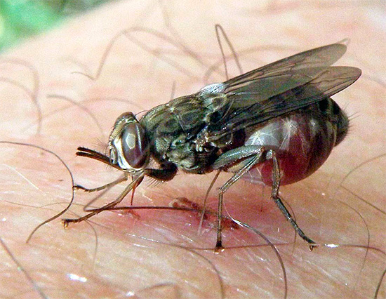 De nombreux insectes sont porteurs d'agents pathogènes de maladies dangereuses, et sans traitement, leurs piqûres peuvent avoir des conséquences très graves...