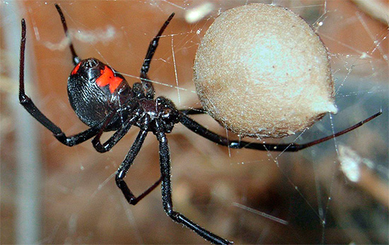 La photo montre une araignée veuve noire venimeuse