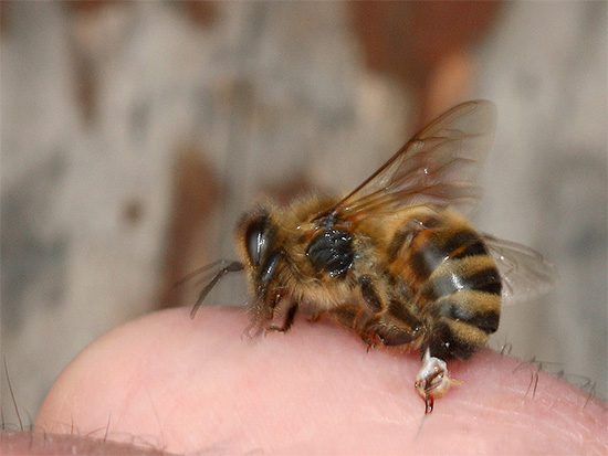 De nombreux insectes, lorsqu'ils sont mordus, injectent du poison sous la peau, ce qui entraîne parfois de graves gonflements et des allergies.
