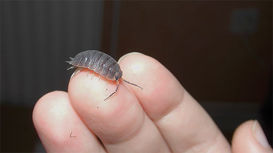 I Woodlice sono molto senza pretese nelle loro preferenze alimentari: parleremo ulteriormente di ciò che mangiano ...