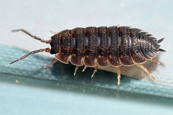 Solitamente la taglia degli individui, anche nelle specie tropicali, non supera i 5-6 cm.