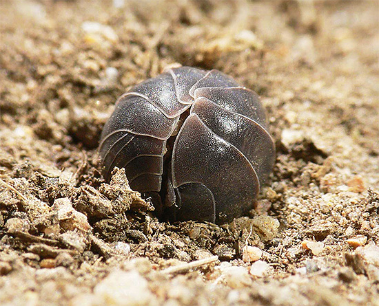 In pericolo, il woodlice cerca di raggomitolarsi in una palla, proteggendo il morbido addome sotto il duro guscio chitinoso.