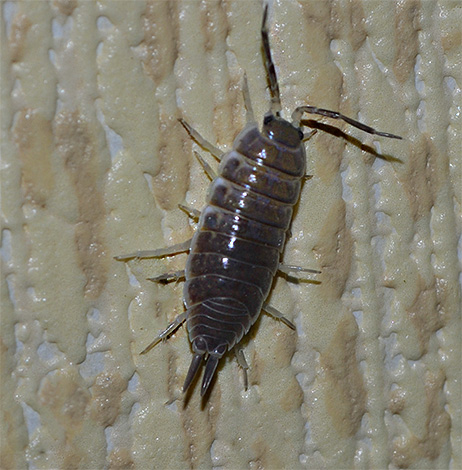 Questi piccoli crostacei possono vivere normalmente solo in zone molto umide, ad esempio, dove scorrono costantemente i tubi.