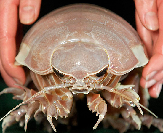 Foto ravvicinata di un gigantesco woodlice