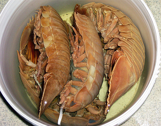 Tali pidocchi sono essi stessi cibo per l'uomo, insieme a gamberetti, aragoste e granchi.