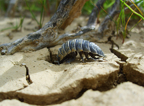 Woodlice sono creature piuttosto timide e preferiscono nascondersi sotto ostacoli e fogliame vecchio.