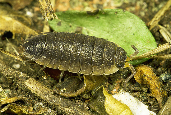 Le specie tropicali di pidocchi di legno praticamente non differiscono da quelle domestiche in termini di nutrizione.