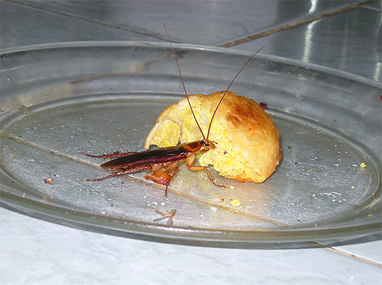 Com um grande número de insetos na casa, o tratamento da sala deve ser abrangente, pois, caso contrário, o efeito pode ser muito insignificante.