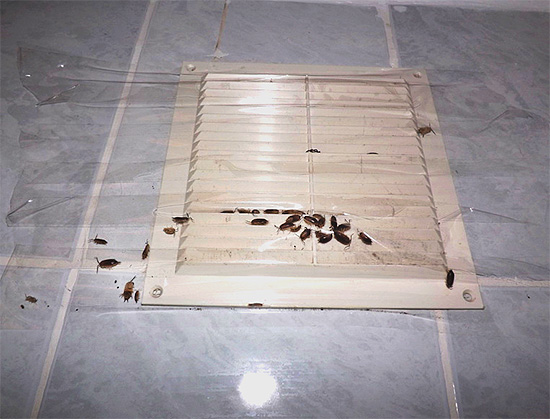 Os insetos podem entrar no apartamento através dos dutos de ventilação.
