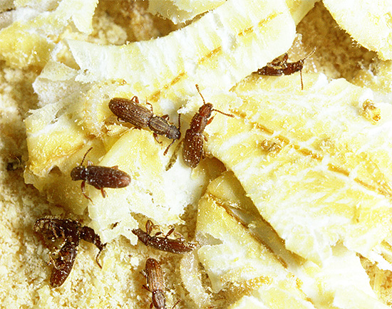 Se não forem controlados, os insetos nos armazéns de alimentos podem causar sérios danos aos estoques.
