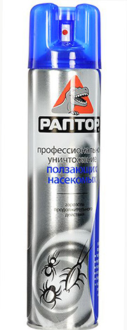 Raptor pred lezúcim hmyzom.