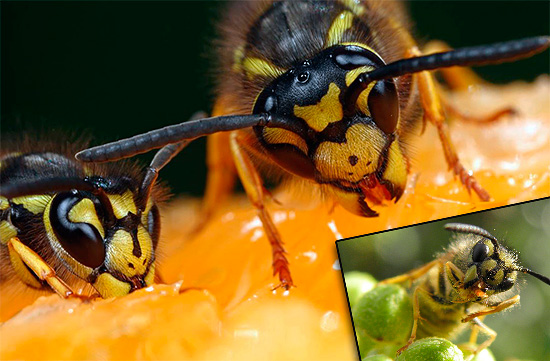 An unprepared person may get the impression that wasps are able to eat anything, from grapes to meat and even lard, but not everything is so simple...