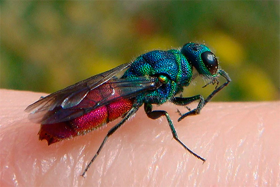 wasp