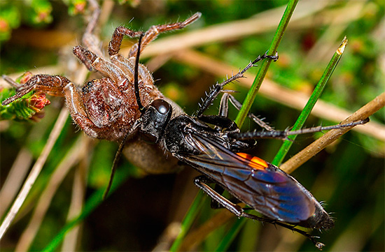 In some species of road wasps, the larvae feed on poisonous spiders.