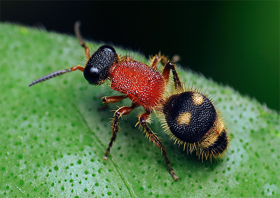 german wasp
