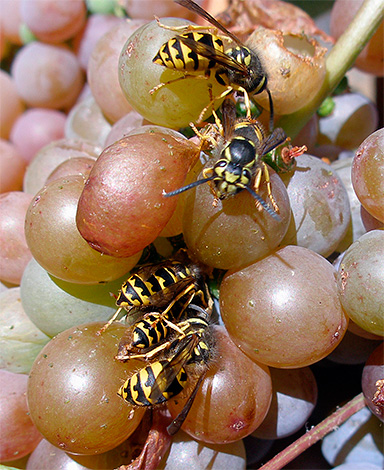 The photo shows wasps feeding on the juice of grapes.
