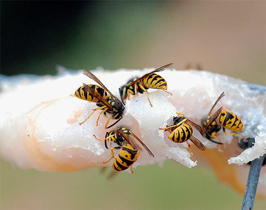 And here the wasps seem to be eating lard ...