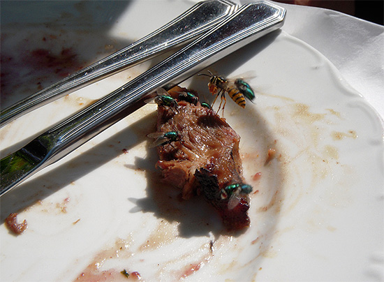 Looking at this photo, one might get the impression that wasps eat meat as well.