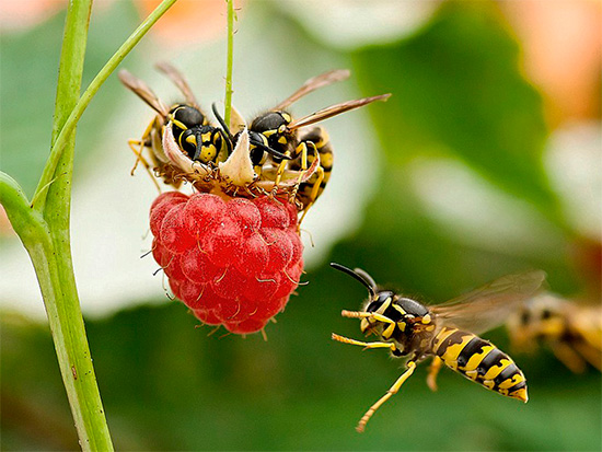 In the summer cottage, wasps can often be found on raspberries.