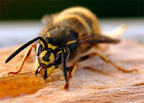 Wasp eats spilled honey...