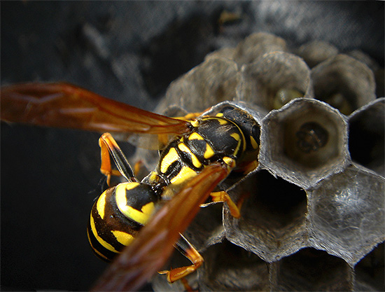 Protein food, including meat, wasps carry to the nest and feed to their larvae.
