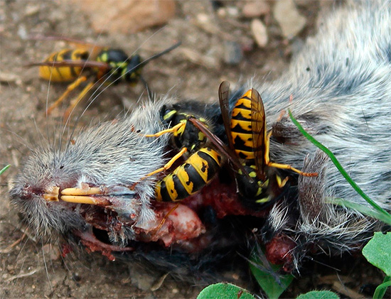 These insects do not disdain carrion, which will serve as a source of protein food for growing larvae.