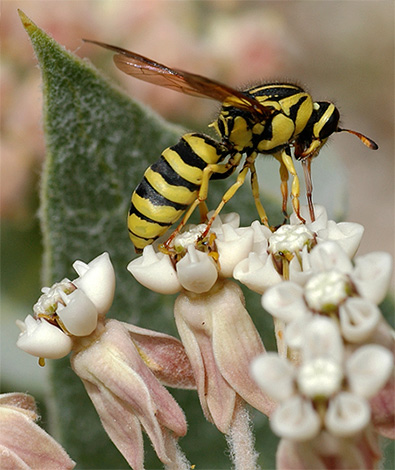 Flower wasps feed on plant nectar.