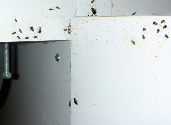 Proti kanalizačným švábom môžete bojovať pomocou insekticídnych prípravkov a pascí.