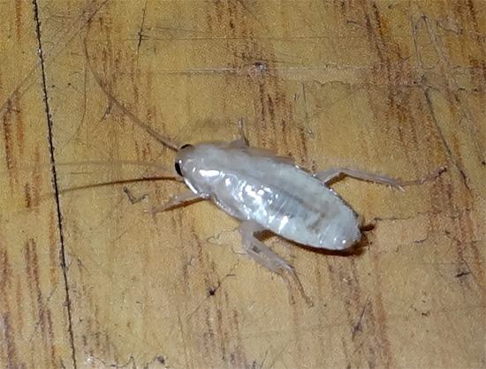 Biely šváb v byte nie je mutant, ale larva, ktorá práve zhodila svoj starý chitínový obal.