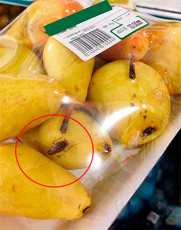 Šváb na ovocí v supermarkete