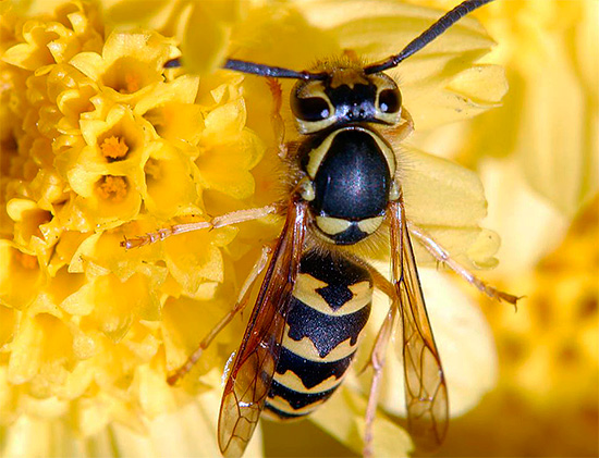 Va ricordato che le vespe nel loro insieme non sono insetti dannosi e possono anche portare molti benefici in giardino.