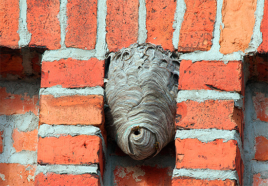La foto mostra un vespaio su un muro di mattoni di una casa.